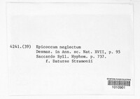 Epicoccum neglectum image